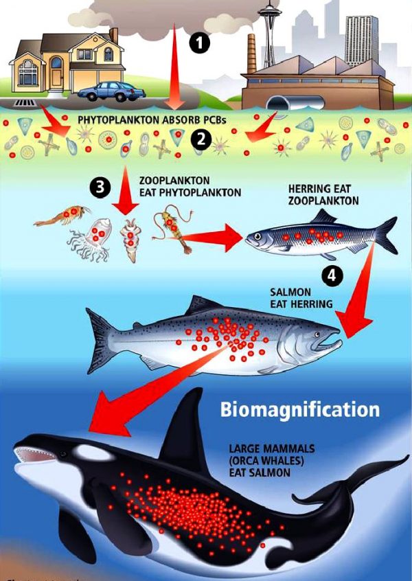 pcb-food-chain-marine-plankton-herring-salmon-mammals-san-diego