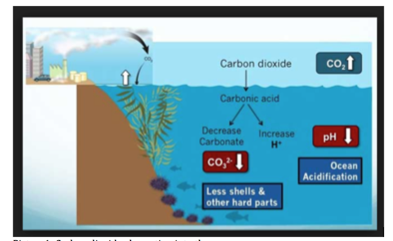 How Carbon Emissions Acidify Our Ocean
